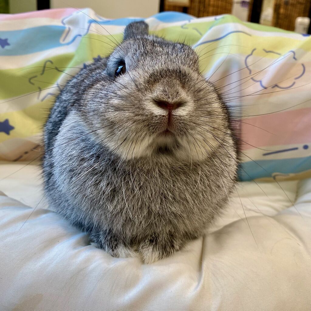 まんまるうさぎのまるちゃん♪ : うさぎブログ うさぎのしっぽ