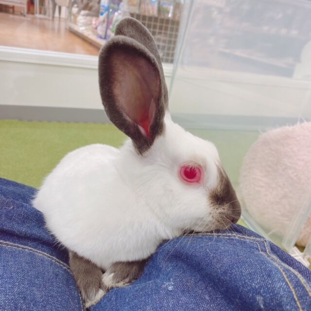 新入りうさちゃんデビューしました♪ : うさぎブログ うさぎのしっぽ