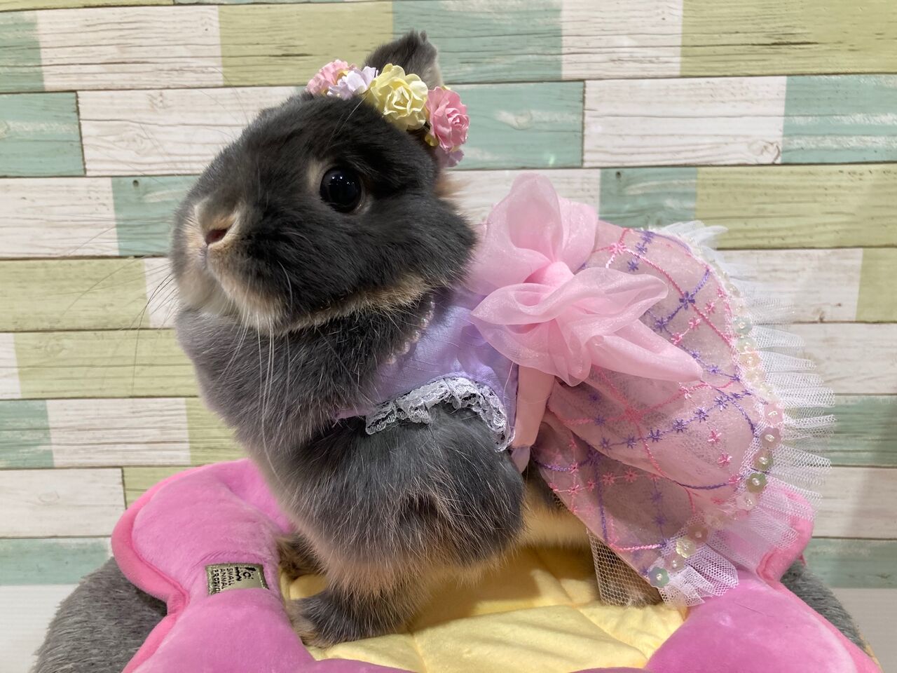 イベント大好き海老名店！ : うさぎブログ うさぎのしっぽ公式ブログ