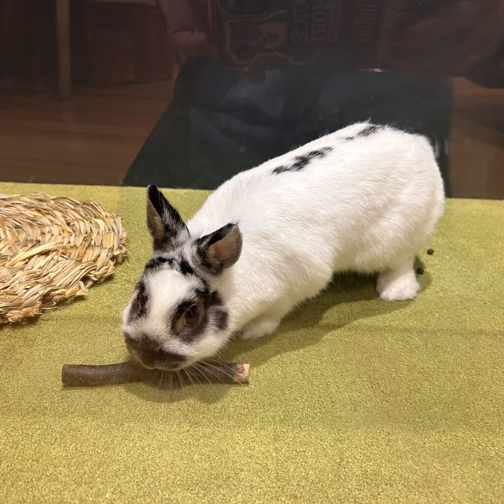 パンダみたいなレディ♪ : うさぎブログ うさぎのしっぽ公式ブログ