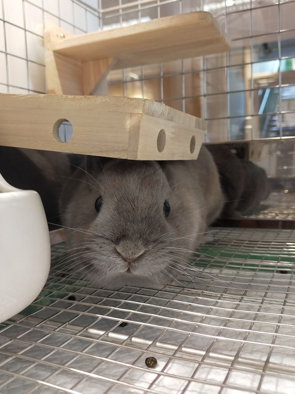 うさぎブログ うさぎのしっぽ公式ブログ 日々しっぽ 個性的なうさちゃん達 うさぎブログ うさぎのしっぽ公式ブログ 日々しっぽ 個性的なうさちゃん達