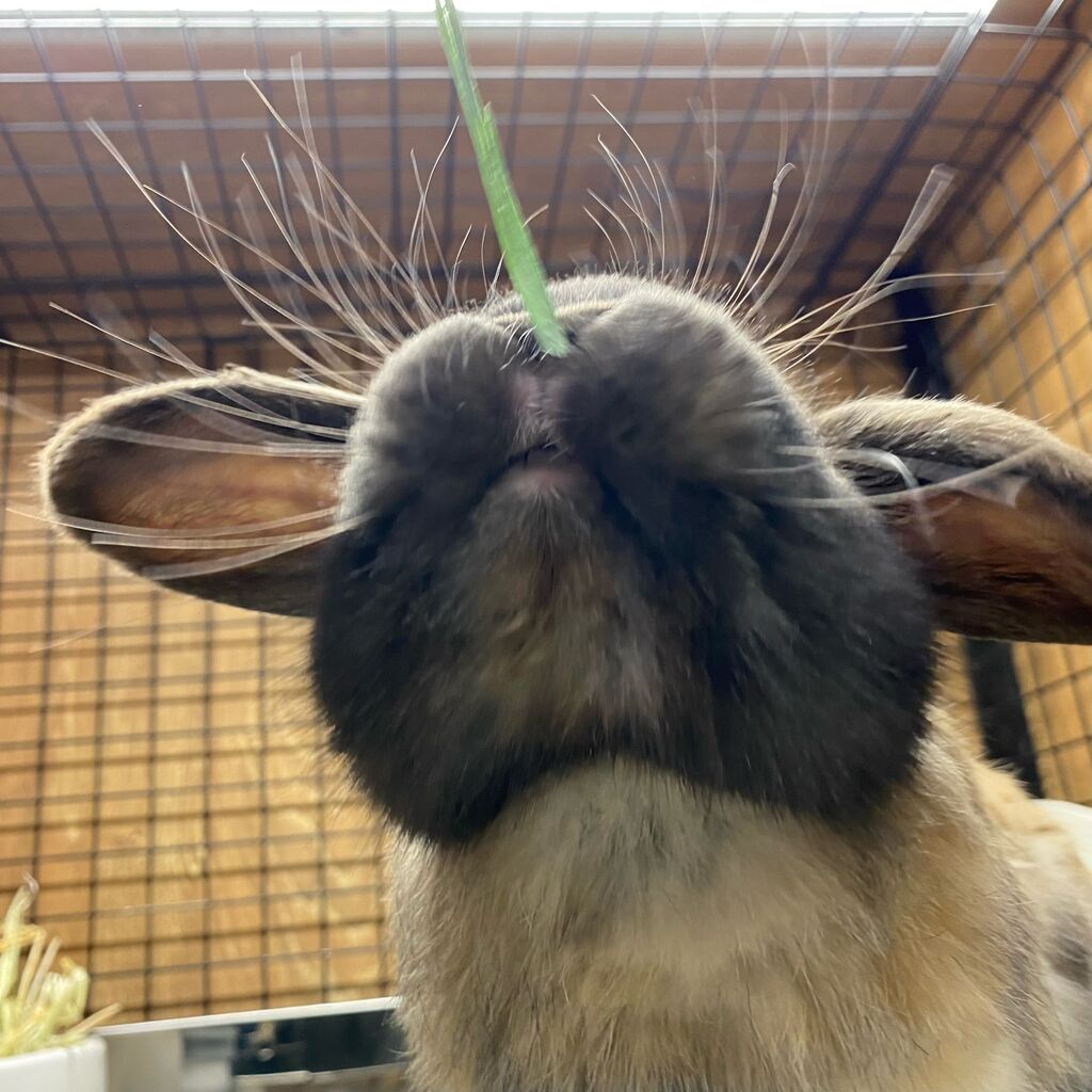 うさぎのお口が見たい人集まれー！ : うさぎブログ うさぎの