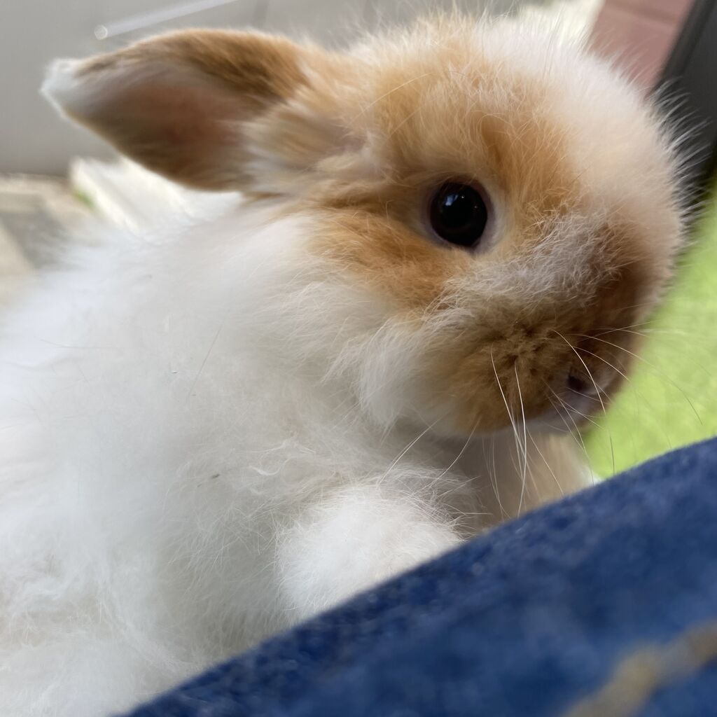 ふわふわちゃんズ : うさぎブログ うさぎのしっぽ公式ブログ「日々しっぽ」