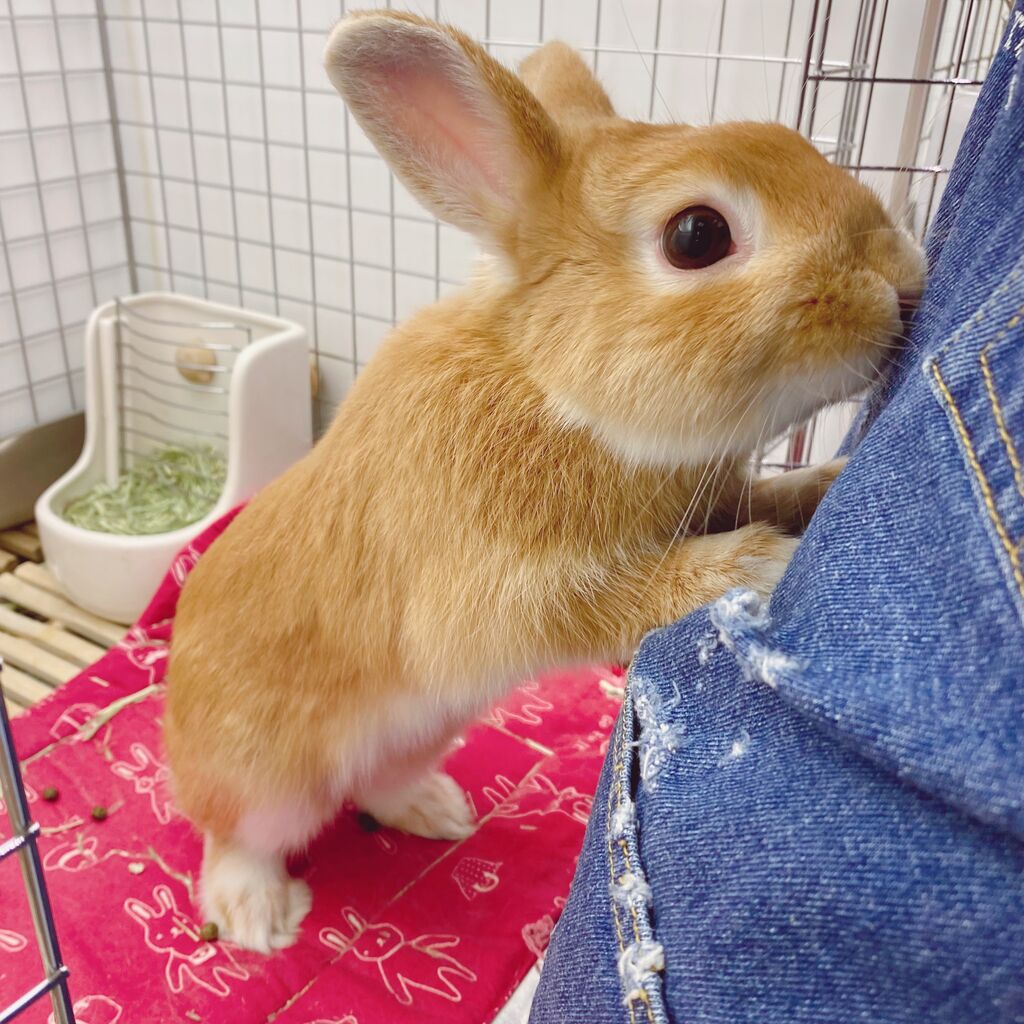 うさぎブログ うさぎのしっぽ公式ブログ 日々しっぽ 大人のうさちゃんず紹介