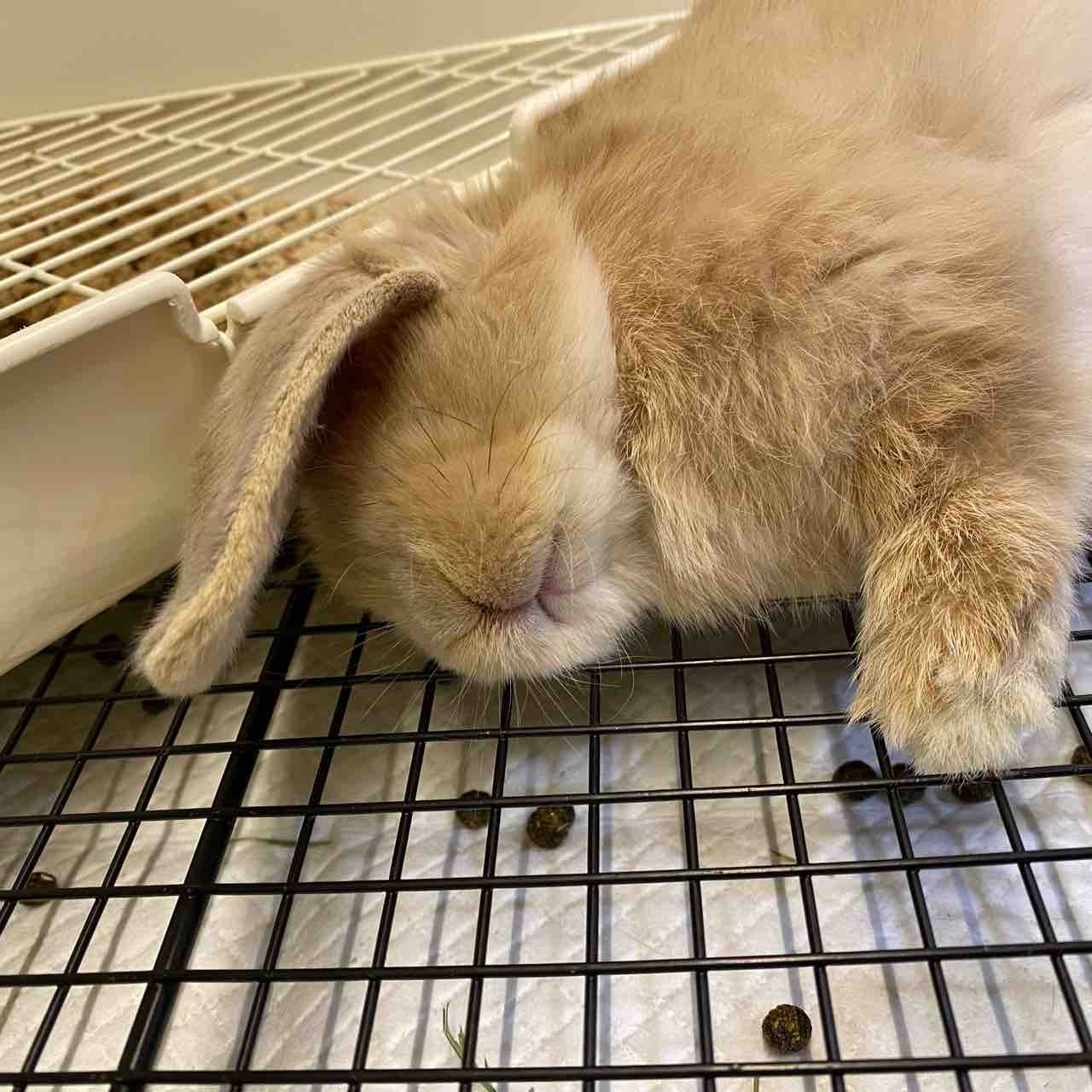 うさぎのお昼寝姿 : うさぎブログ うさぎのしっぽ公式ブログ「日々しっぽ」