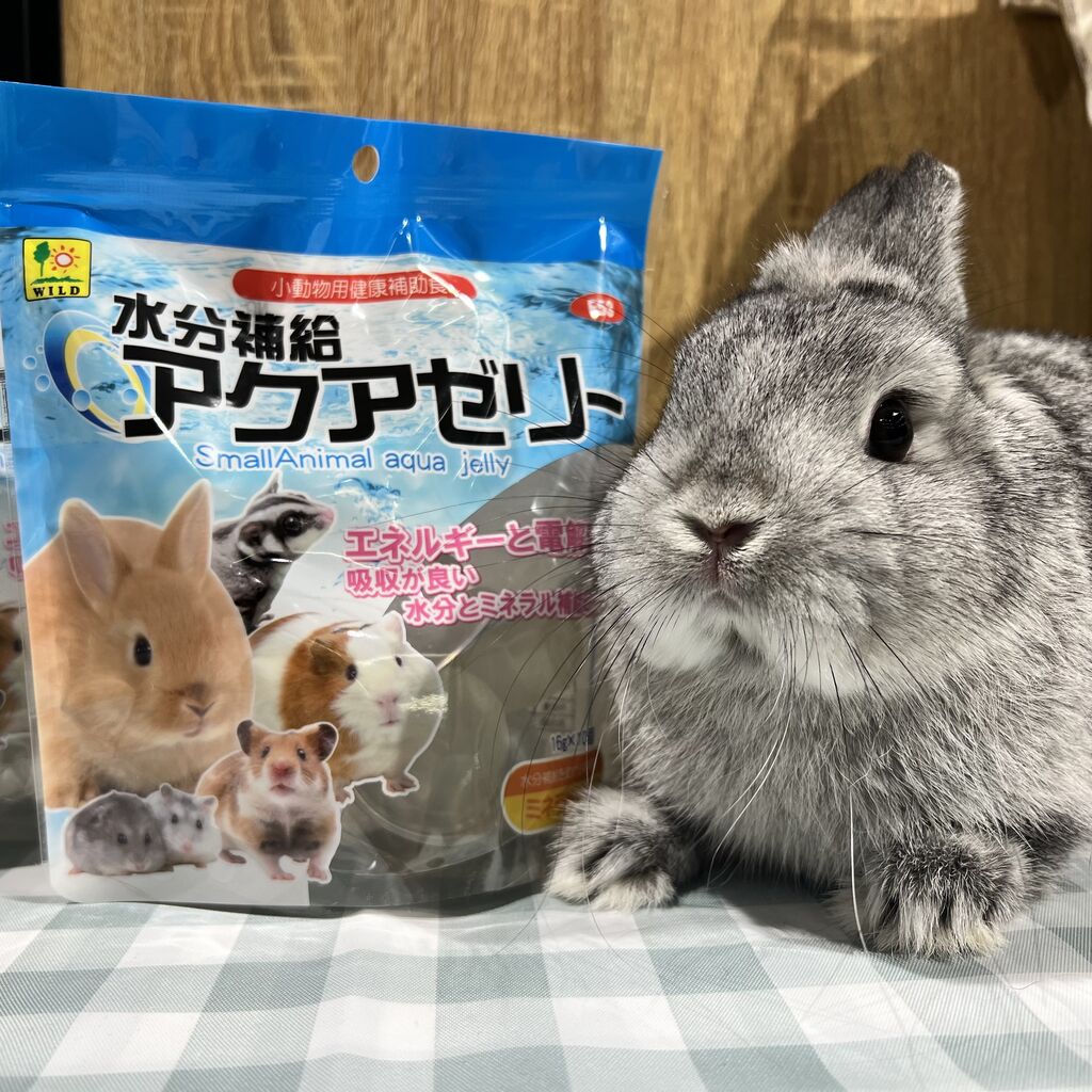 暑い夏にはアクアゼリー！！ : うさぎブログ うさぎのしっぽ公式ブログ