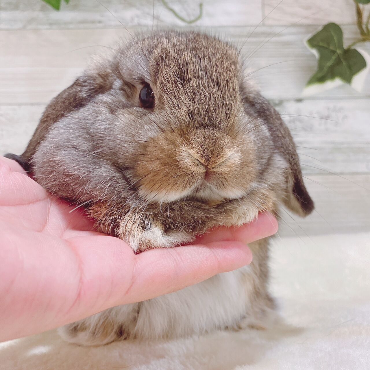 うさぎブログ うさぎのしっぽ公式ブログ 日々しっぽ 柴又店 新入りうさちゃんが来てくれました