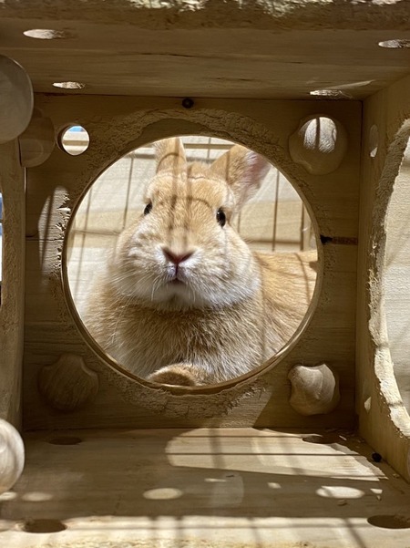 洗足店のデラックスケージ！ : うさぎブログ うさぎのしっぽ公式ブログ