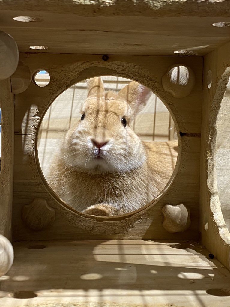 うさぎのしっぽ　ペットケージ 60cm うさぎのしっぽ通販は、『プロケージ60 ブラック』を全国へお届け