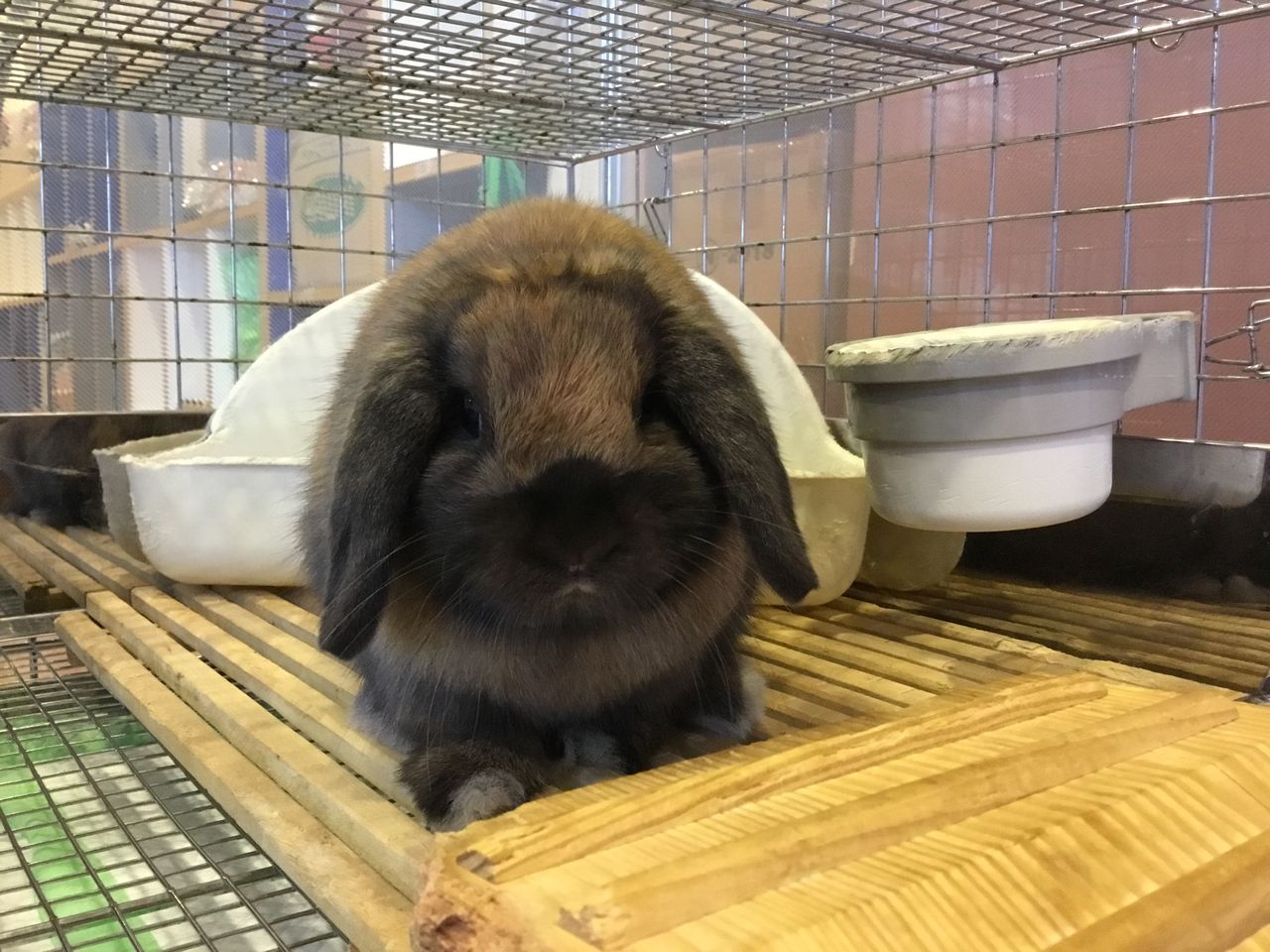 うさぎブログ うさぎのしっぽ公式ブログ 日々しっぽ 体重測定