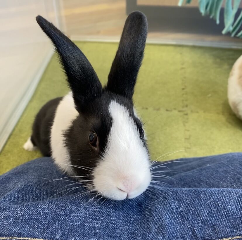 うさぎᕱ⋈ᕱページ うさぎのしっぽ通販は、『うさぎと暮らす 96号』を全国へお届け