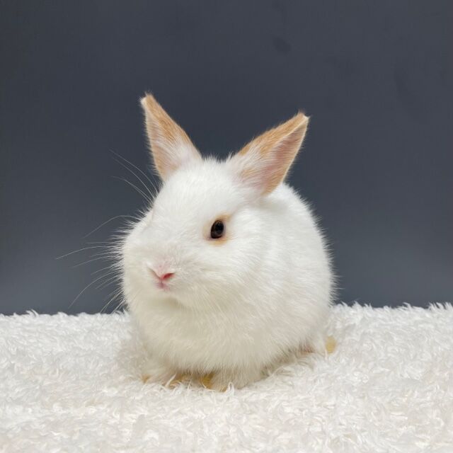 確認ページ♡うさぎ 新入りうさぎ紹介♪ : うさぎブログ うさぎのしっぽ公式ブログ「日々
