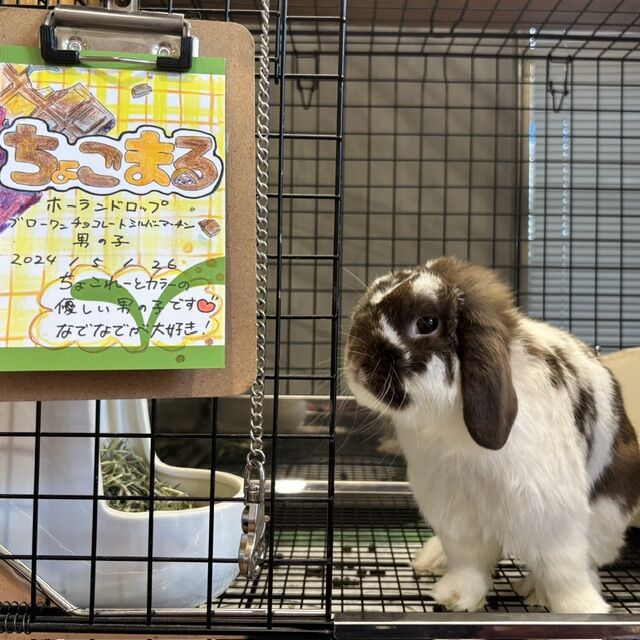 新アイドルとおすすめ商品をご紹介♪ : うさぎブログ うさぎのしっぽ