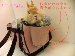 うさぎブログ うさぎのしっぽ公式ブログ 日々しっぽ 湿気は大敵 要注意です