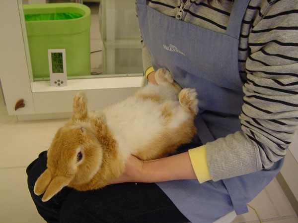 ☆AICHIから来ました☆ : うさぎブログ うさぎのしっぽ公式ブログ