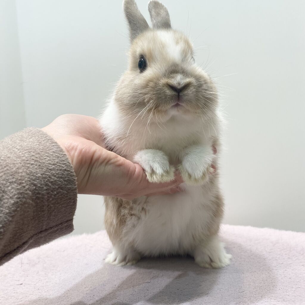 happy ちび姫ランド様　野うさぎベビーちゃん happy ちび姫ランド様 野うさぎベビーちゃん ちびうさぎさんがデビュー