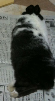 fumufumu