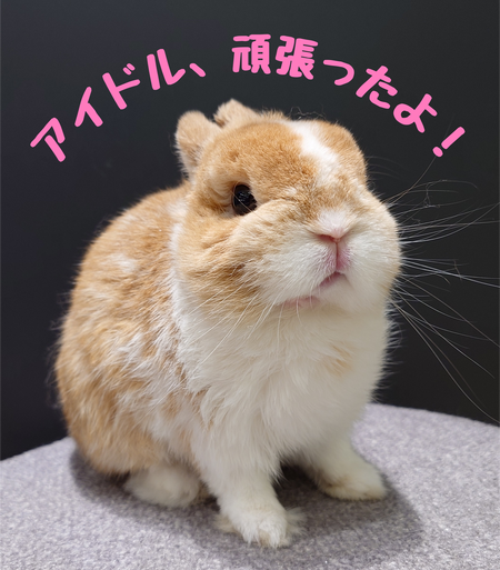 ☆グランベリーパーク店アイドル☆【ぽてまる】が引退します