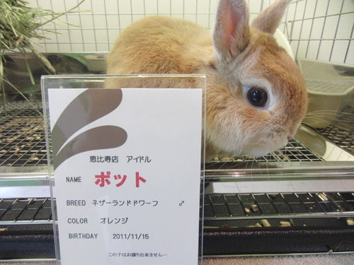うさぎブログ うさぎのしっぽ公式ブログ 日々しっぽ お家のうさちゃんのお腹の調子はいかがですか