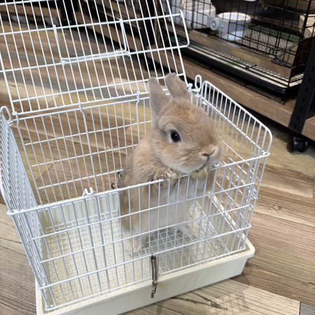 機能性ばっちり☆新取り扱い商品 : うさぎブログ うさぎのしっぽ公式
