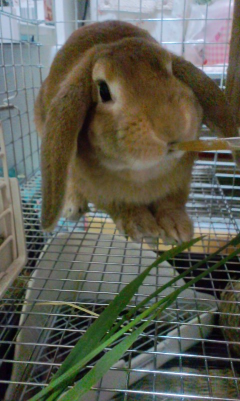 うさぎブログ うさぎのしっぽ公式ブログ 日々しっぽ 夏バテ防止 うさちゃん編