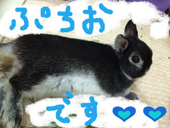 BlogPaint