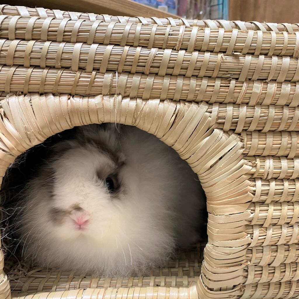 おすすめ天然ハウスたち☆ : うさぎブログ うさぎのしっぽ公式ブログ