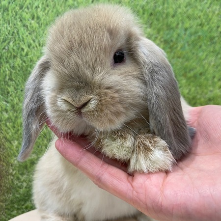 うさちゃんデビュー♩ : うさぎブログ うさぎのしっぽ公式ブログ「日々