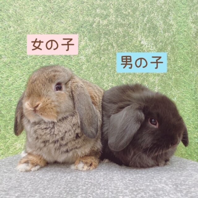 新入りうさちゃんデビューしました♪ : うさぎブログ うさぎのしっぽ