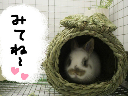 BlogPaint