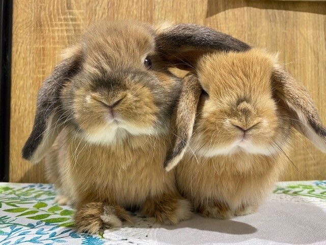 洗足店ロップちゃん紹介 : うさぎブログ うさぎのしっぽ公式ブログ