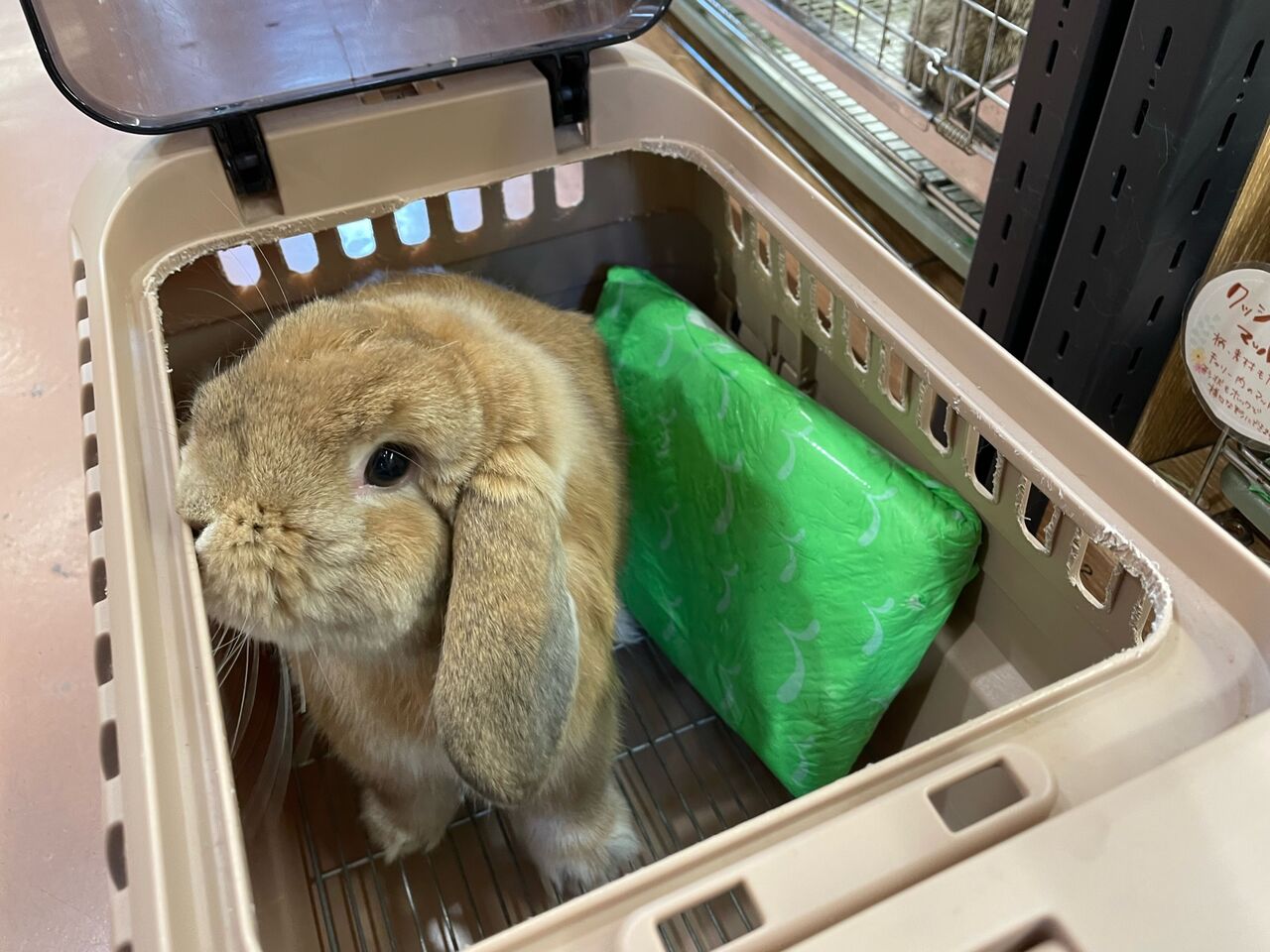 うさぎブログ うさぎのしっぽ公式ブログ 日々しっぽ お出かけの時は保冷剤を うさぎブログ うさぎのしっぽ公式ブログ 日々しっぽ お出かけの時は保冷剤を