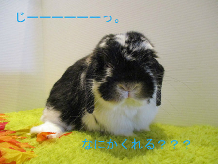 BlogPaint