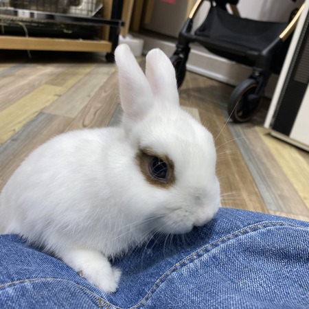 推しうさ！！ : うさぎブログ うさぎのしっぽ公式ブログ「日々しっぽ」