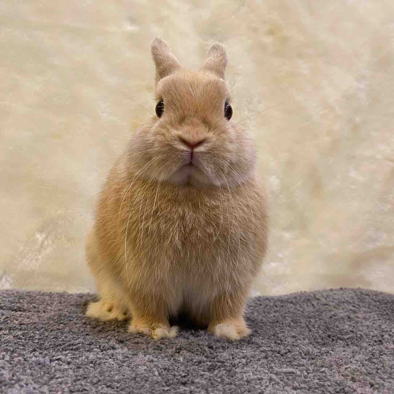 アッシュデザイン ウサギちゃん