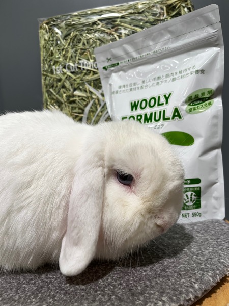 うさぎ　まとめ売り うさぎ雑貨、販売中！！｜うさぎのしっぽ｜ショップトピックス｜グラン