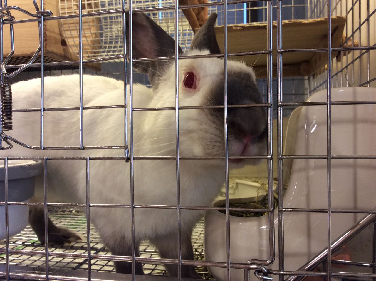 うさぎブログ うさぎのしっぽ公式ブログ 日々しっぽ 撫で撫でされることがお仕事