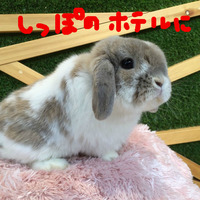 BlogPaint