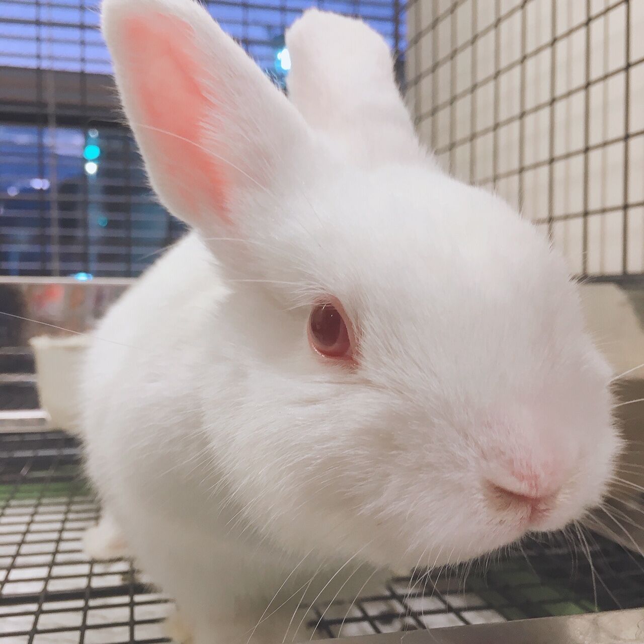 雪うさぎ様☆専用ページ 赤雪うさぎ on X