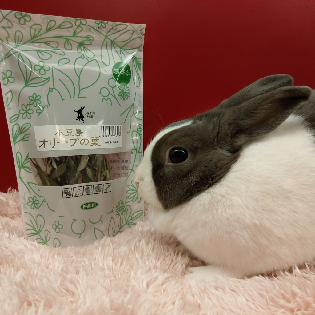 うさぎブログ うさぎのしっぽ公式ブログ 日々しっぽ おやつご紹介 うさぎブログ うさぎのしっぽ公式ブログ 日々しっぽ おやつご紹介