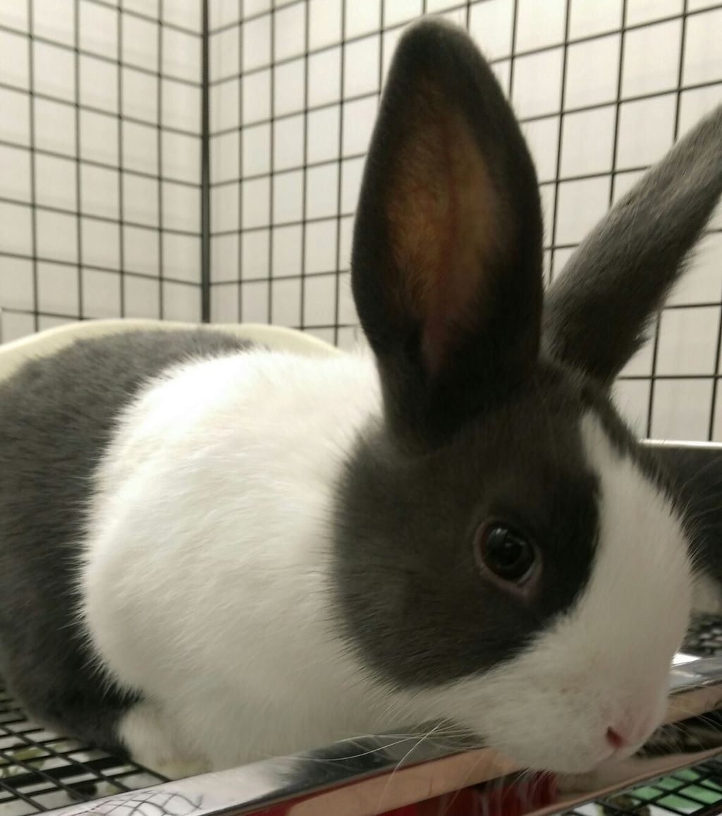 うさぎブログ うさぎのしっぽ公式ブログ 日々しっぽ 換毛期への対策はお考えですか うさぎブログ うさぎのしっぽ公式ブログ 日々しっぽ 換毛期への対策はお考えですか