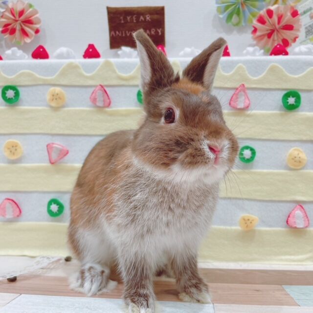 やんちゃ王紹介！！！ : うさぎブログ うさぎのしっぽ公式ブログ「日々