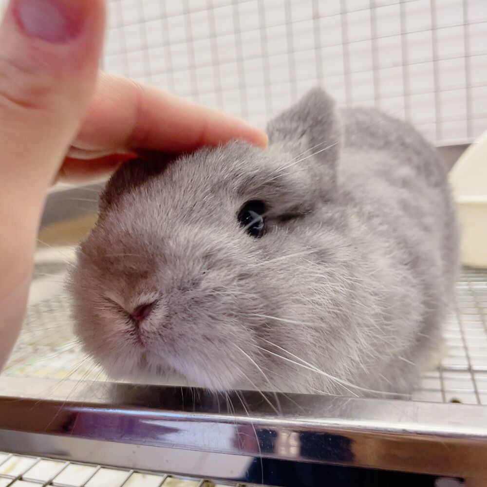 子うさぎちゃんデビュー！ : うさぎブログ うさぎのしっぽ公式ブログ