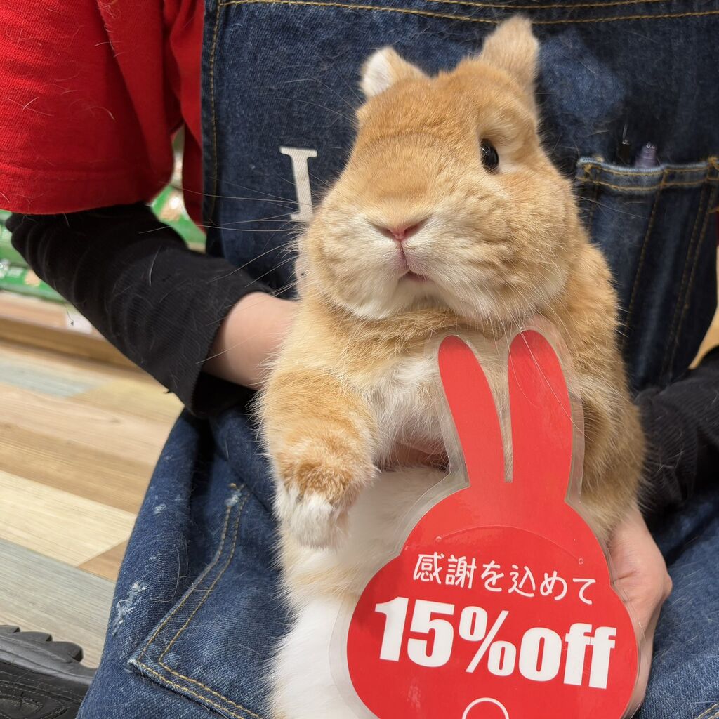 年末年始セールありがとうございました！！ : うさぎブログ うさぎの