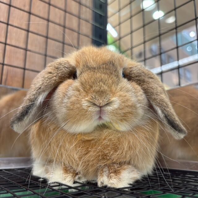 ★新作5点★ウサギページ★ うさぎと暮らす No96（2025年Summer） | うさぎと暮らす |本 | 通販