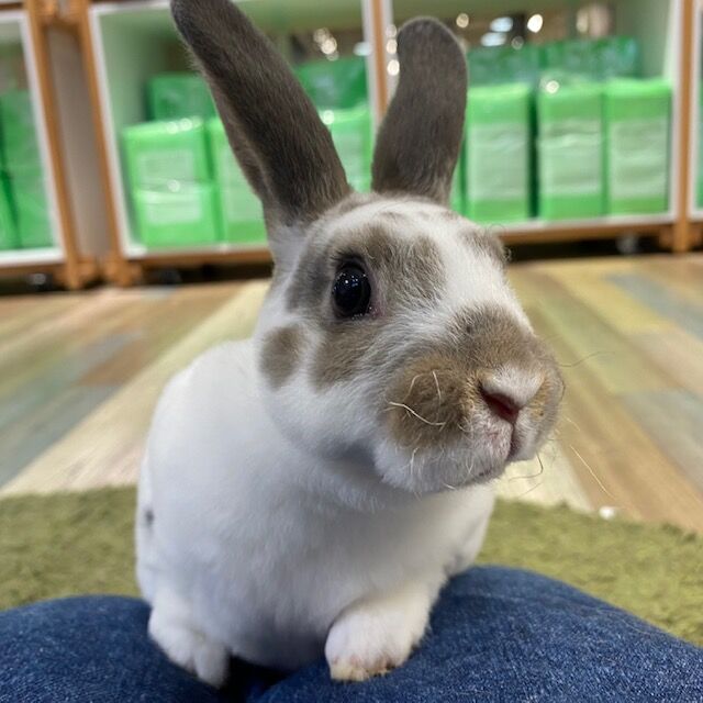 うさぎブログ うさぎのしっぽ公式ブログ 日々しっぽ ミニレッキスのベビーちゃん