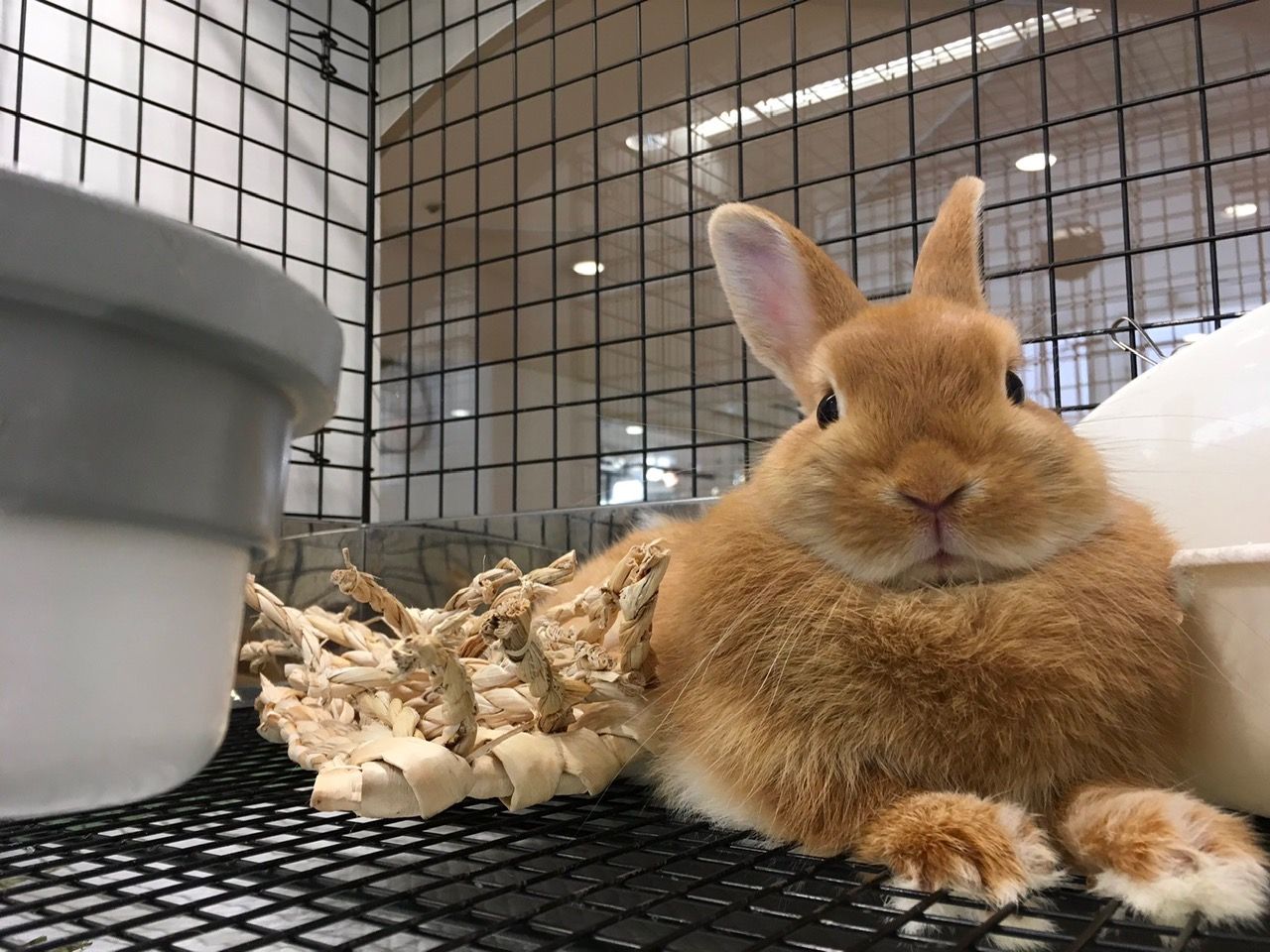 うさぎブログ うさぎのしっぽ公式ブログ 日々しっぽ くつろぎ方もそれぞれ うさぎブログ うさぎのしっぽ公式ブログ 日々しっぽ くつろぎ方もそれぞれ