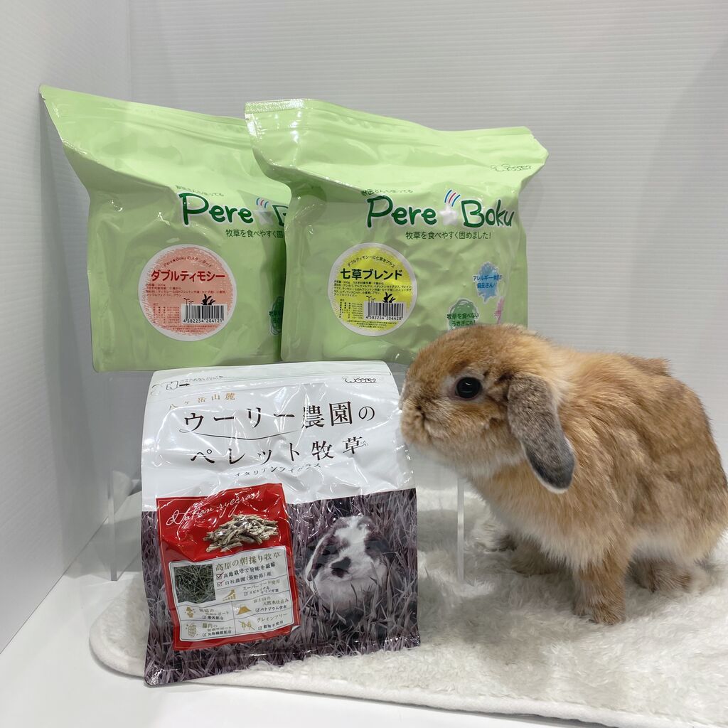 ハッピーハロウィン！ : うさぎブログ うさぎのしっぽ公式ブログ「日々