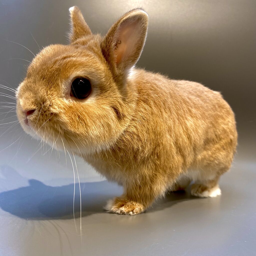 うさぎブログ うさぎのしっぽ公式ブログ 日々しっぽ 大人うさちゃん