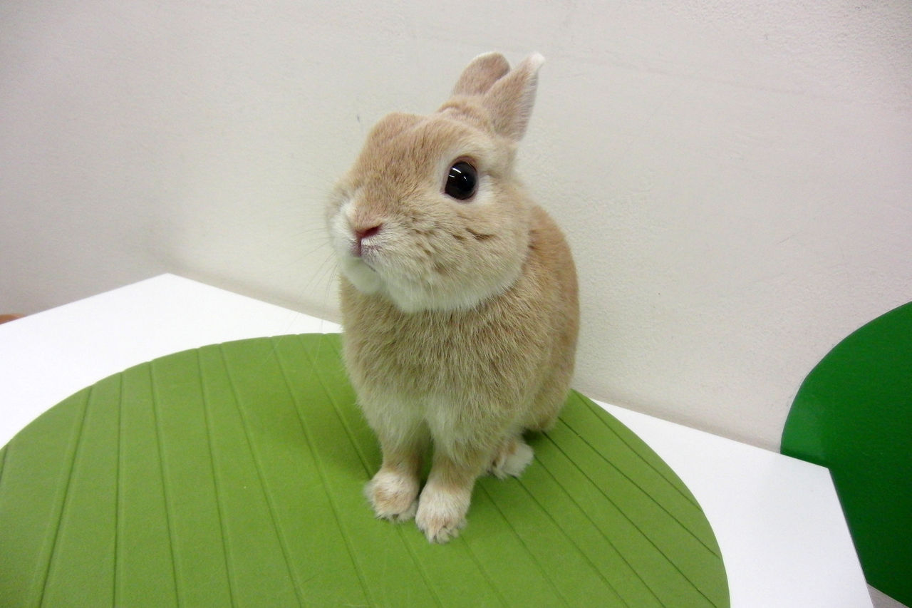 うさぎブログ うさぎのしっぽ公式ブログ 日々しっぽ 新人紹介 洗足店 うさぎブログ うさぎのしっぽ公式ブログ 日々しっぽ 新人紹介 洗足店